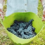 pexels grape things 3840332
